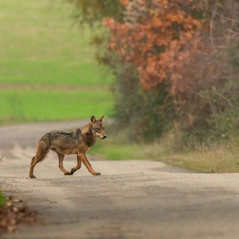 Foto di Alessandro Barbieri
