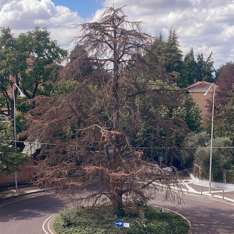 Il vecchio cedro di via Matteotti non ce la fa più