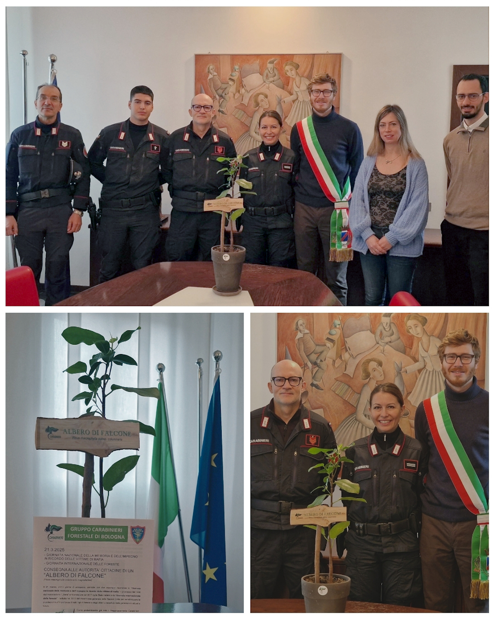 Un “albero di Falcone” a Castel Maggiore